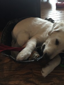 20151003_132217284_iOS